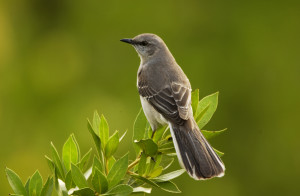 Have you ever heard a Mockingbird sing?