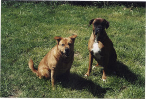 two great dogs