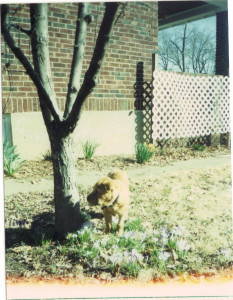What's a crocus?