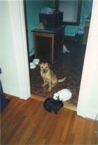 a great dog and her bunnies