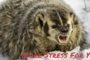 Attack of the Stress Badger