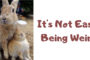 It's Not Easy Being Weird